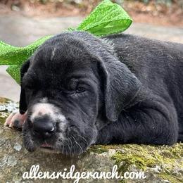 Mantle Black boy - Black and white male Great Dane puppy in Greenville, South Carolina from Allen’s Ridge Ranch