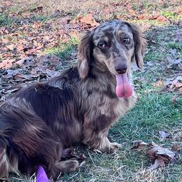 Rayna - Dachshund