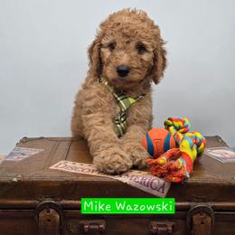 Mike Wazowski - Red  male Goldendoodle puppy in Neillsville, Wisconsin from Granton Creek