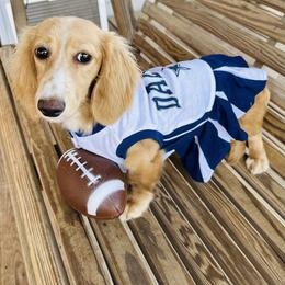 Buffy Biscuit - Dachshund