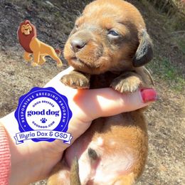 Mufasa - Wild boar male Dachshund puppy in Livingston, Kentucky from Illyria Dox & GSD