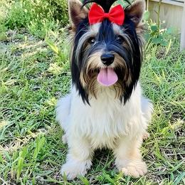 Miranda - Biewer Terrier