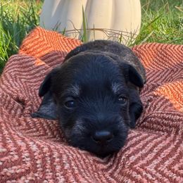 Honey - Black and silver female Miniature Schnauzer puppy in Akeley, Minnesota from Great Northern Schnauzers