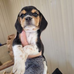 Beagle and Pembroke Welsh Corgi Puppies from Country Acres Farm