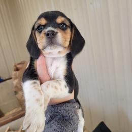 Beagle and Pembroke Welsh Corgi Puppies from Country Acres Farm