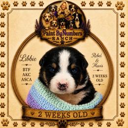 Libbie - Black tri-color female Australian Shepherd puppy in Magee, Mississippi from Paint ByNumbers Ranch