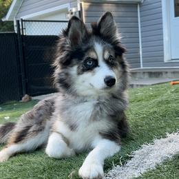 Ginkgo - Pomsky