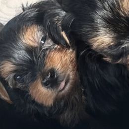 Yorkshire Terriers from Playful Puppies