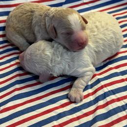 Hubba Bubba - Cream male Goldendoodle puppy in Camden, North Carolina from Oopsie Doodles of NC