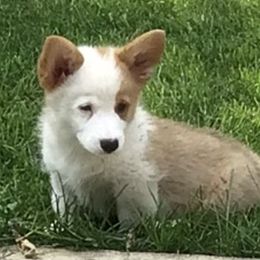 Pembroke Welsh Corgi Puppies from Redwood Corgis