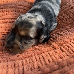 Shades - Dapple male Dachshund puppy in Palestine, Texas from Doxie Den🐾