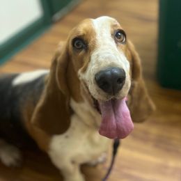 Lizzie - Basset Hound
