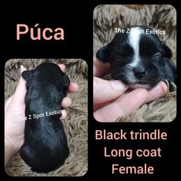 Púca - Black and tan female Chihuahua puppy in Dandridge, Tennessee from The Z Spot Exotics