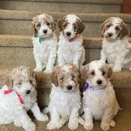 Australian Labradoodle Puppies from Rainier Labradoodles