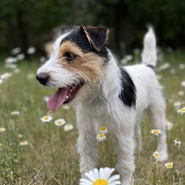 Murphy - Russell Terrier