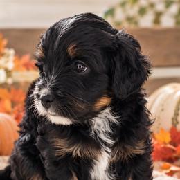 Moana - Tri-color female Bernedoodle puppy in Venice, Florida from Sixlittles and Bernedoodles