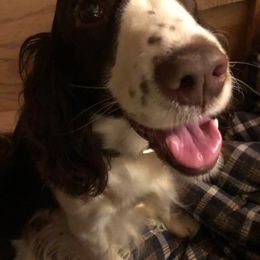 English Springer Spaniel All Grown Up from Klark English Springer Spaniels