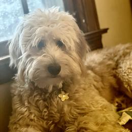 Miley Paige - Goldendoodle