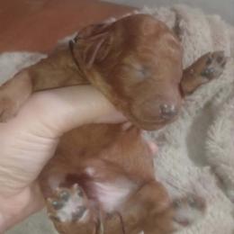 Boy 3 - male Poodle puppy in Licking, Missouri from Majestic Embrace Poodles
