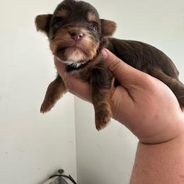 Candy - Chocolate and tan female Yorkshire Terrier puppy in Rochester, New York from Tnt Yorkies and Cosmic corgis