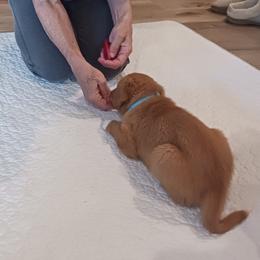 Nova Scotia Duck Tolling Retriever Puppies from Red Hill Tollers