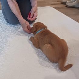Nova Scotia Duck Tolling Retriever Puppies from Red Hill Tollers