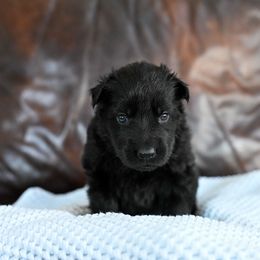 Light blue collar - Black female German Shepherd puppy in Portland, Tennessee from Howixx German Shepherds