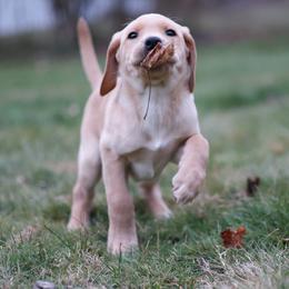 Labrador Retriever Puppies from Sun Ridge Labradors