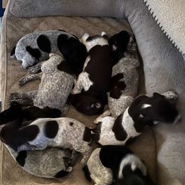 German Shorthaired Pointers from Wagoner GSP's