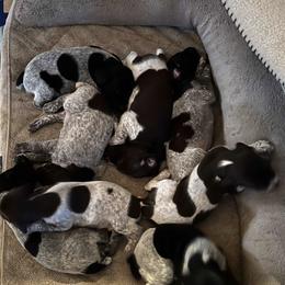 German Shorthaired Pointers from Wagoner GSP's