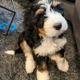 Bernedoodle and Goldendoodle Puppies from DMV Doodles