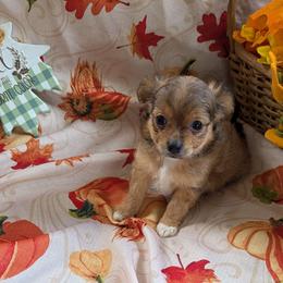 Hunter - Chocolate sabled fawn male Chihuahua puppy in Waycross, Georgia from OakView Farm Chihuahuas FB