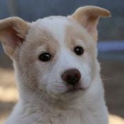Canaan Dog Puppies from Kol Tuv Canaan Dogs