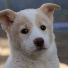 Canaan Dog Puppies from Kol Tuv Canaan Dogs