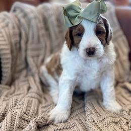 Sabrina - Parti female Goldendoodle puppy in Jackson, Mississippi from T.M. Poodles & Doodles