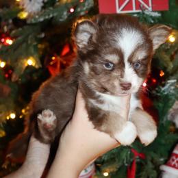 Bourbon - Red and white male Pomsky puppy in Casa Grande, Arizona from Arizonas Pomsky Squad