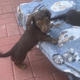 Dachshund Puppies from Irish Paws Dachshund Ranch 23 AKC Dachshunds