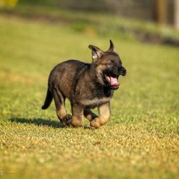 German Shepherd Puppies from Sommerfeld German Shepherds