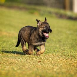 German Shepherd Puppies from Sommerfeld German Shepherds