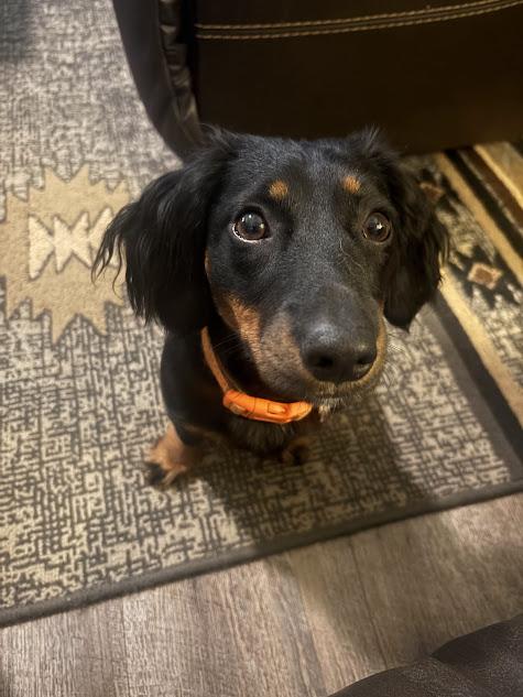 Cookie