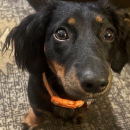 Cookie - Dachshund