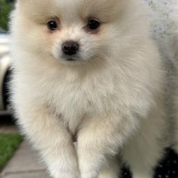 Pomeranian All Grown Up from Lola’s Poms