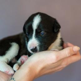 Border Collie, Papillon, Sporty Mix, and Whippet Puppies from Old Hemp Border Collies / Open Horizon Sport Dogs