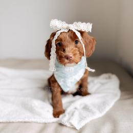 Wharf - Red  female Goldendoodle puppy in Syracuse, Indiana from The Doodle Cove