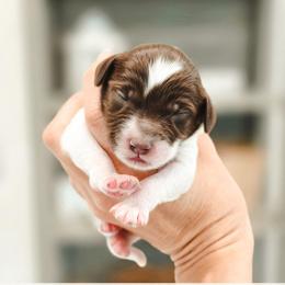 M and M - Parti female Goldendoodle puppy in Punta Gorda, Florida from Transformation Acres Goldendoodle
