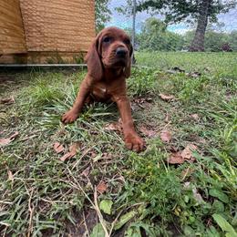 White spot - Red female Redbone Coonhound puppy in Cunningham, Tennessee from Redbone Ranch