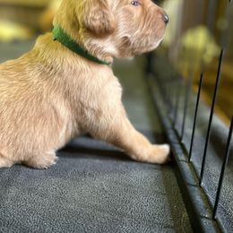 Golden Retriever Puppies from Thegoldendreams1