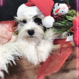Miniature Schnauzer Puppies from Mrs Bs Teeny Schnauzers & Doodles