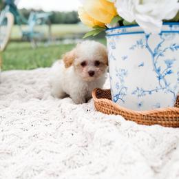 Chips - Parti male Poodle puppy in Chapel Hill, North Carolina from Cyndi’s Poodles