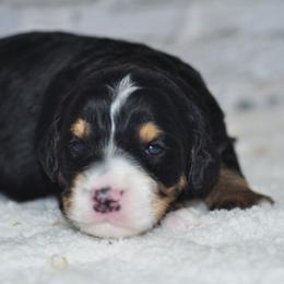 Dasher - Tri-color male Bernedoodle puppy in Moulton, Iowa from Shondel Puppy Paws
